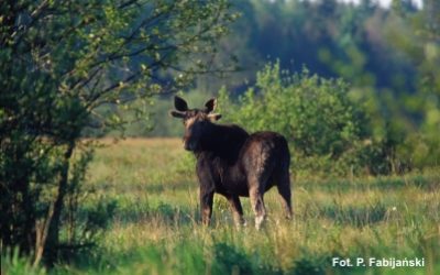 Moose secrets in the Białowieża Forest
