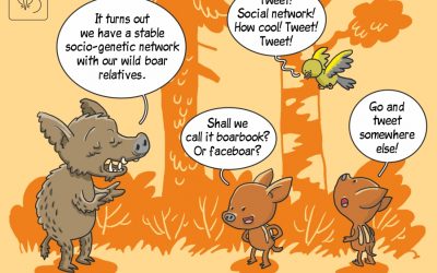 Faceboar or boarbook? Social network in wild boar