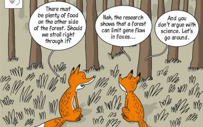 Our new science cartoon on structure of genetic differentiation in red fox populations