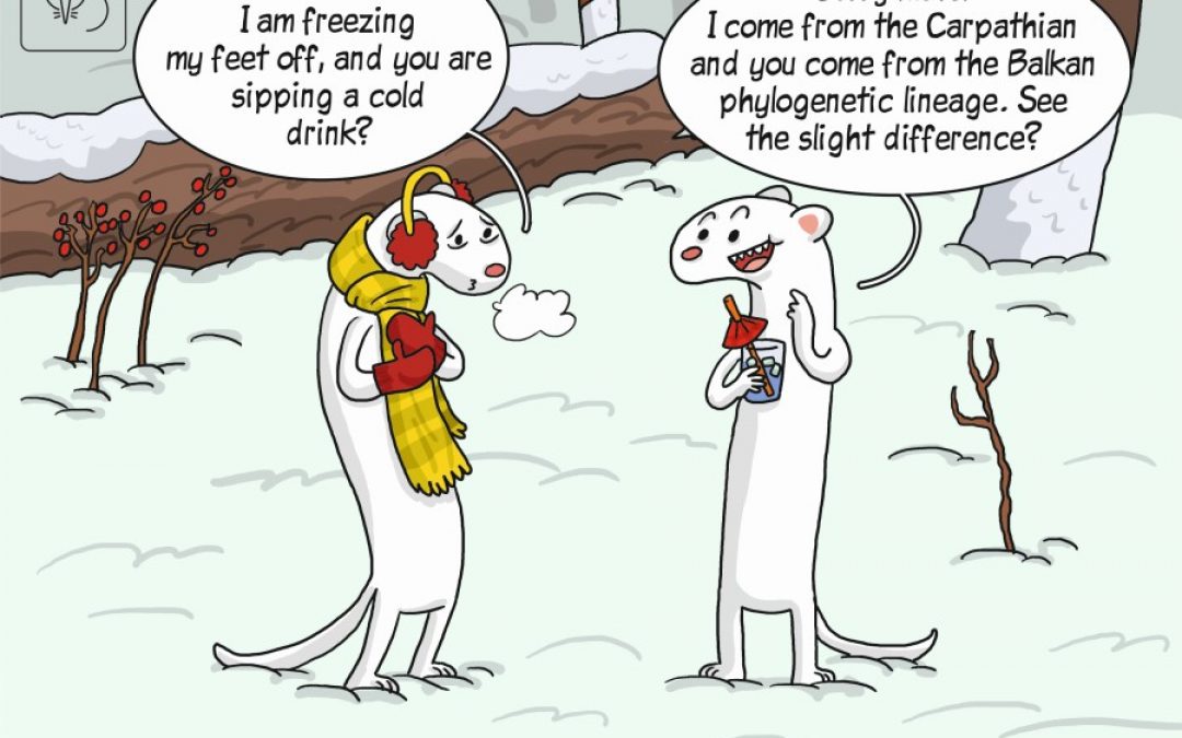 This week science comics – Genetics of weasels