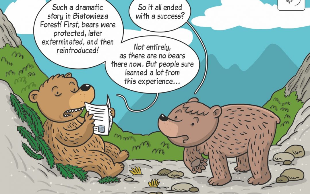 Science cartoon on the history of brown bear in Białowieża Forest
