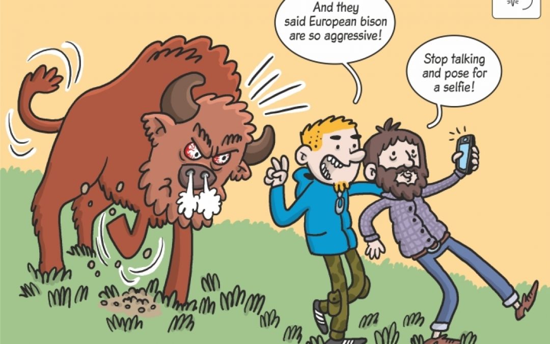 Science cartoon showing response of bison to human disturbance!