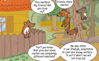 Our new science cartoon showing habitat selection of stone and pine marten