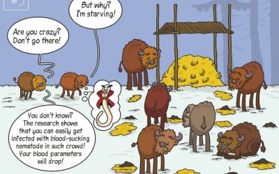 Our new science cartoon on the spread of blood-sucking nematode in European bison.