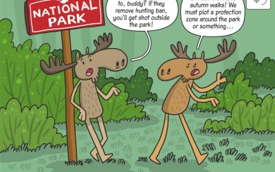 Science cartoon on the impact of renewed hunting on moose inhabiting national parks