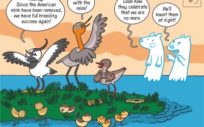 Science cartoon on the impact of American mink removal on nesting success of waders