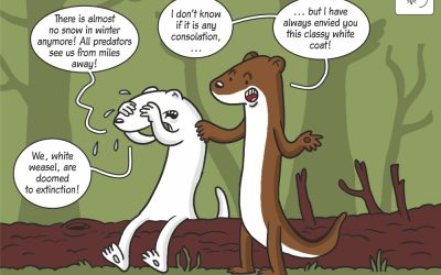 Science cartoon on the risk of extinction of weasel morph turning white for winter