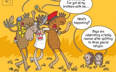 A new science comics – This time about moose genetics