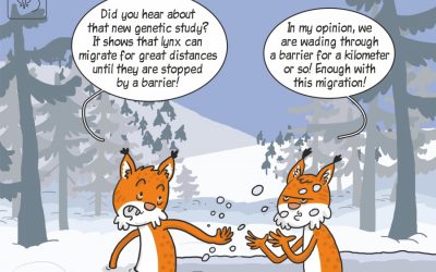 Our another science cartoon shows the results of research on the lynx genetic variability