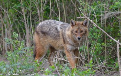 10.02.2020 – The first in Poland recorded howling of the golden jackal