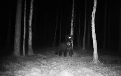 03.04.2020 – Brown bear again in the Białowieża Forest