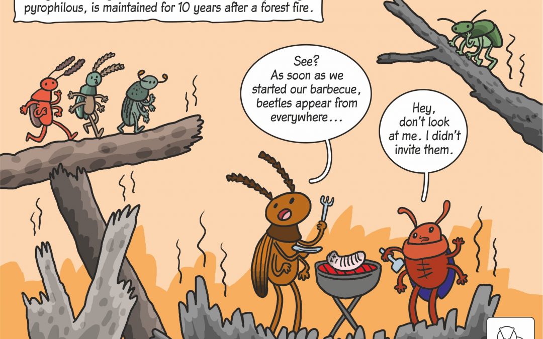 08.04.2020 – Science cartoon on post-fire beetle succession