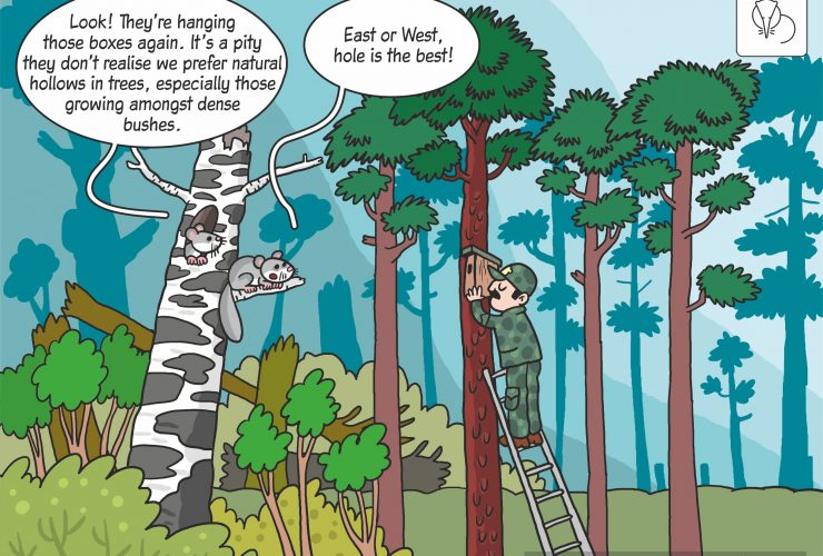 19.05.2020 – Edible dormouse prefers natural cavities!