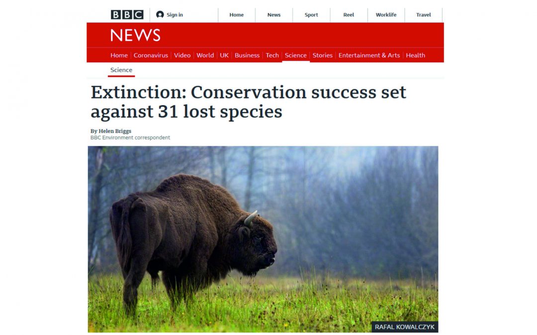 11. 12.2020 – BBC News on European bison conservation success!