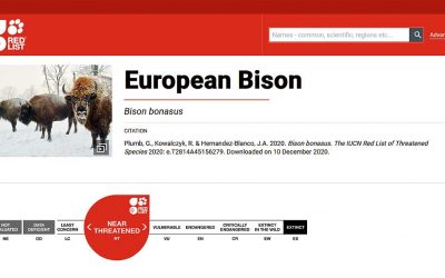 10.12.2020 – Change of European bison thretened category
