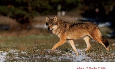 17.06.2021 – Wolf from Białowieża Forest on the cover of the journal Conservation & Society