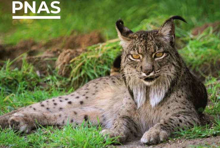 17.03.2022 Article about deleterious mutations in the Iberian and Eurasian lynx highlighted in PNAS