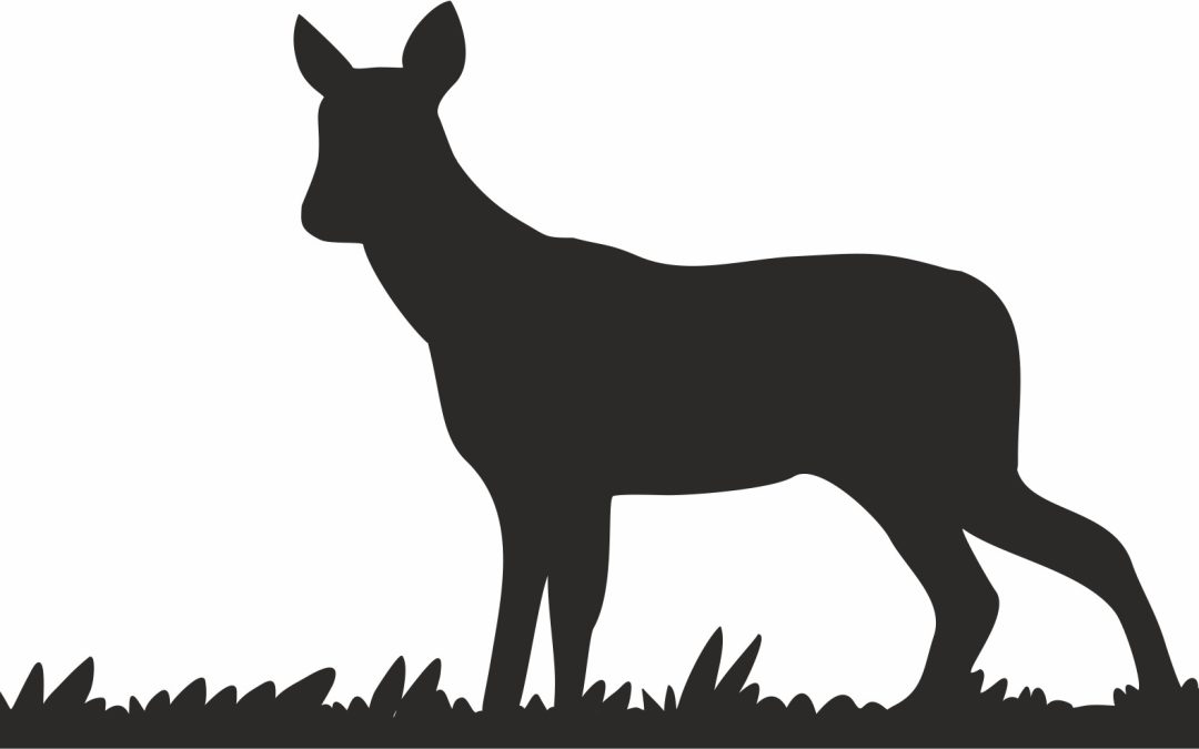 20.06.2022 – New article on the phylogentics of roe deer