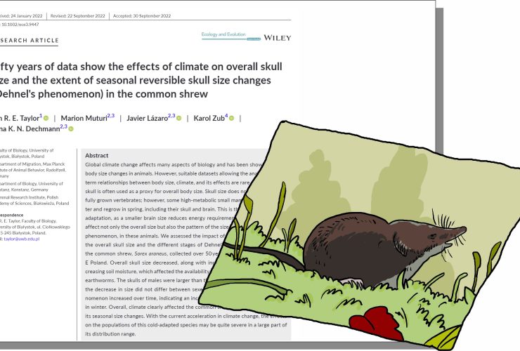 Impact of climate change on Dehnel’s phenomenon