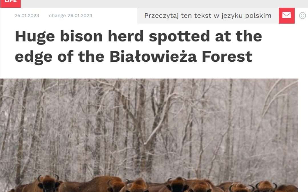 26.01.2023 – Science in Poland on the huge herd of European bison