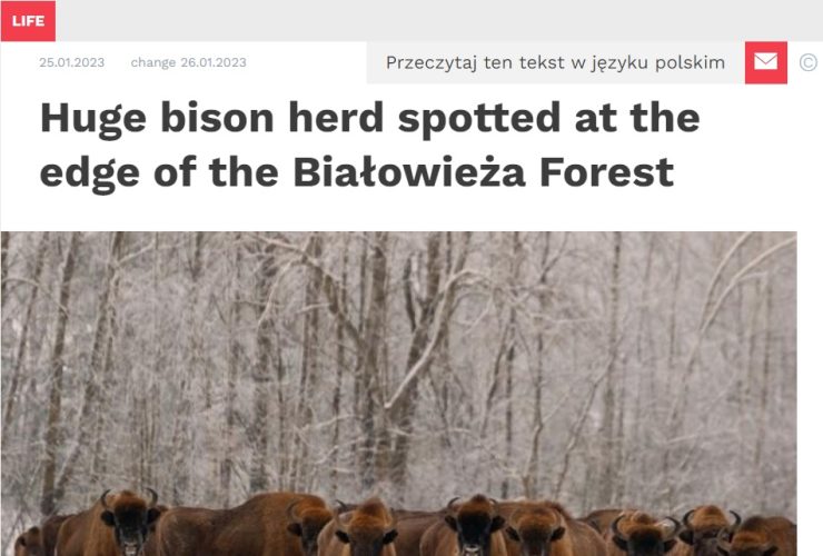 26.01.2023 – Science in Poland on the huge herd of European bison