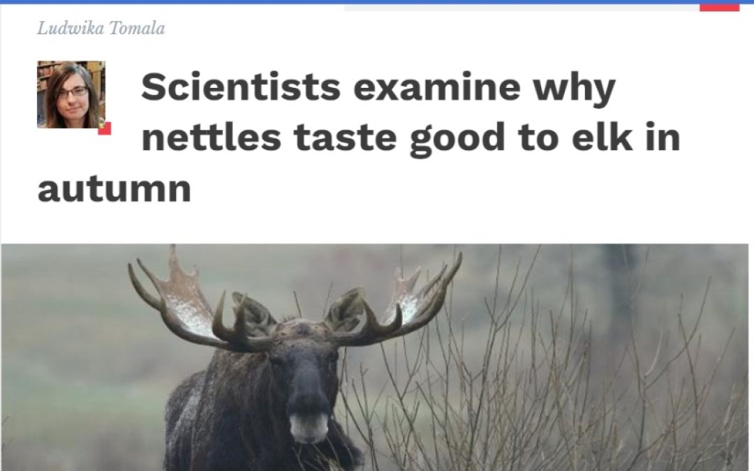 17.01.2023 – why nettles taste good to elk?