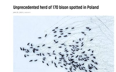24.01.2023 – Notes from Poland on 170-bison herd