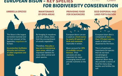 Infographic on the ecological significance of European bison