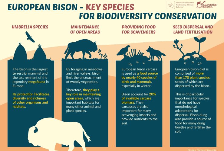 Infographic on the ecological significance of European bison