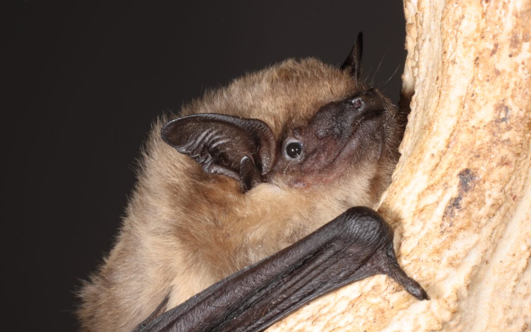 22.11.2023 – New publication on an unusual mating behaviour in bats