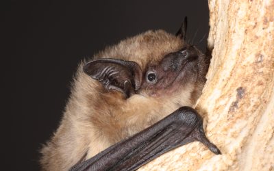 22.11.2023 – New publication on an unusual mating behaviour in bats