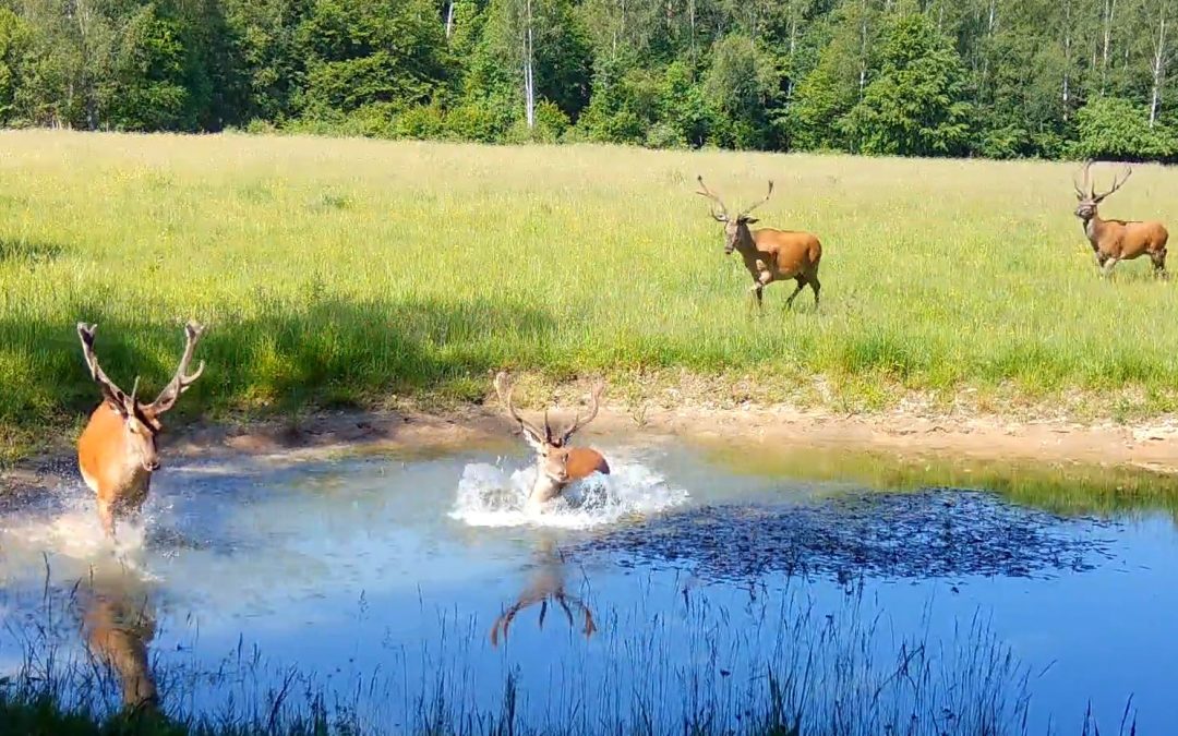 24.06.2024 – animals at water holes in Białowieża Primeval Forest