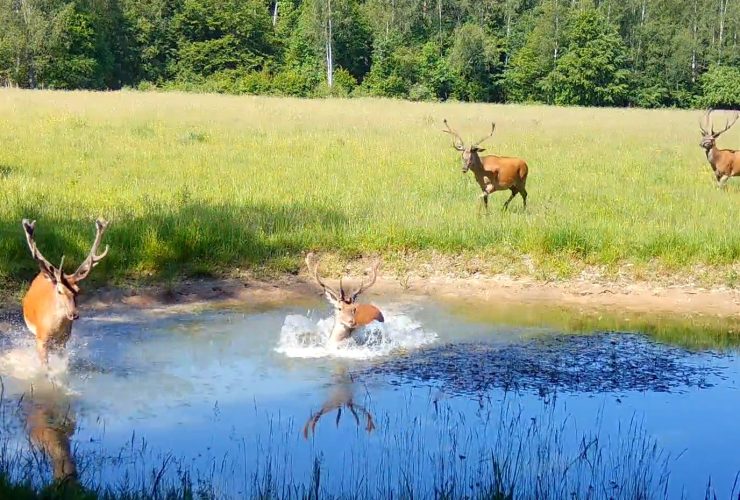24.06.2024 – animals at water holes in Białowieża Primeval Forest