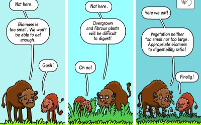 22.10.2024 – science cartoon on selection of vegetation patches by European bison