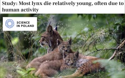 11.02.2025 – Science in Poland on survival of lynx in anthropogenic landscapes