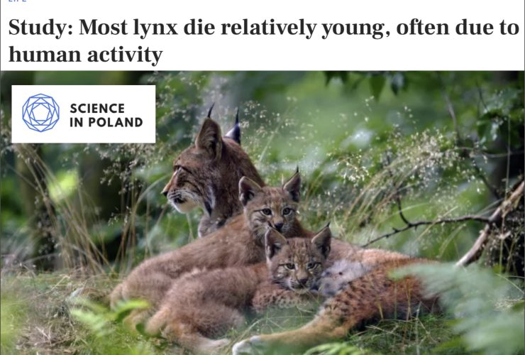 11.02.2025 – Science in Poland on survival of lynx in anthropogenic landscapes