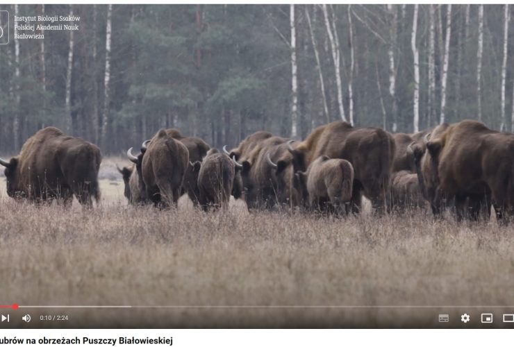 06.03.2025 – European bison counted in Białowieża Primeval Forest
