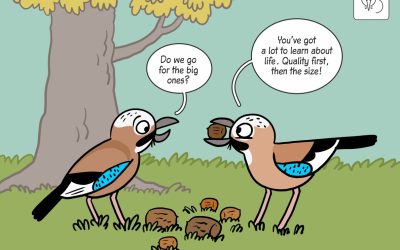 30.04.2025 – Science cartoon on jays and acorns