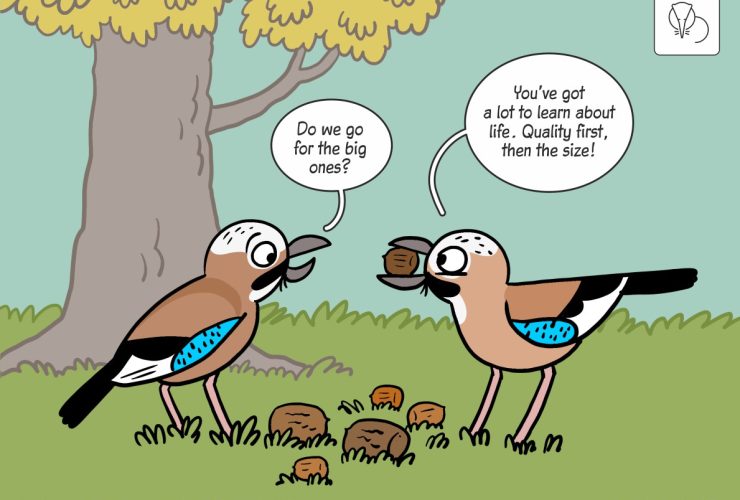 30.04.2025 – Science cartoon on jays and acorns