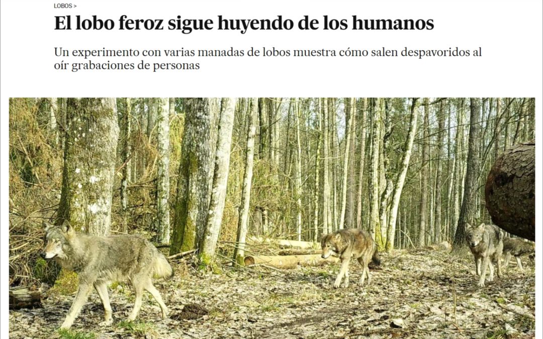 08.10.2025 – media worldwide on our publication of wolves’ fear of humans