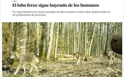 08.10.2025 – media worldwide on our publication of wolves’ fear of humans
