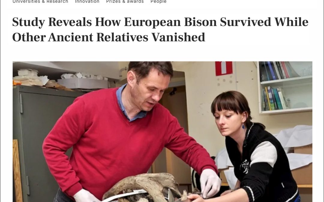 02.12.2025 – History of European bison evolution