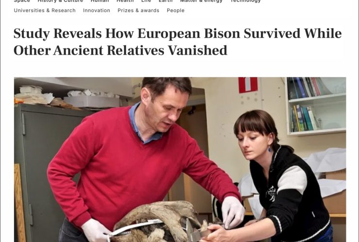 02.12.2025 – History of European bison evolution