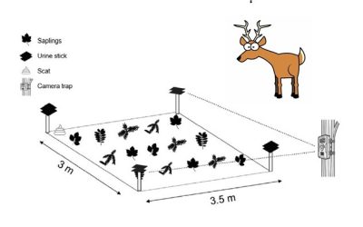 16.02.2026 – Experimental demonstration of cascading impacts of carnivores