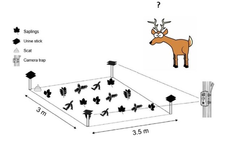 16.02.2026 – Experimental demonstration of cascading impacts of carnivores