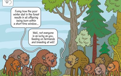 31.03.2026 – science cartoon on breeding synchrony in European bison