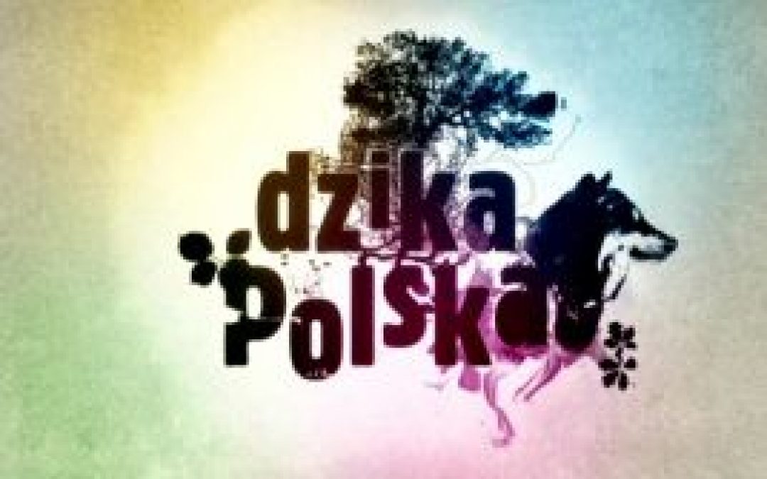 O tym, że żubry nie piją żubrówki w Dzikiej Polsce