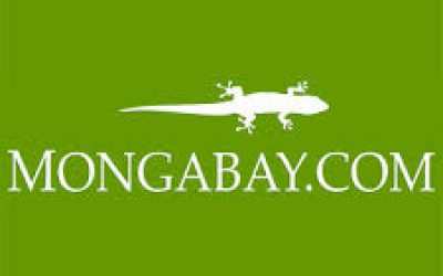 O uratowaniu i ochronie żubra w serwisie  Mongabay.com