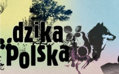 Borsuki w Dzikiej Polsce TVP