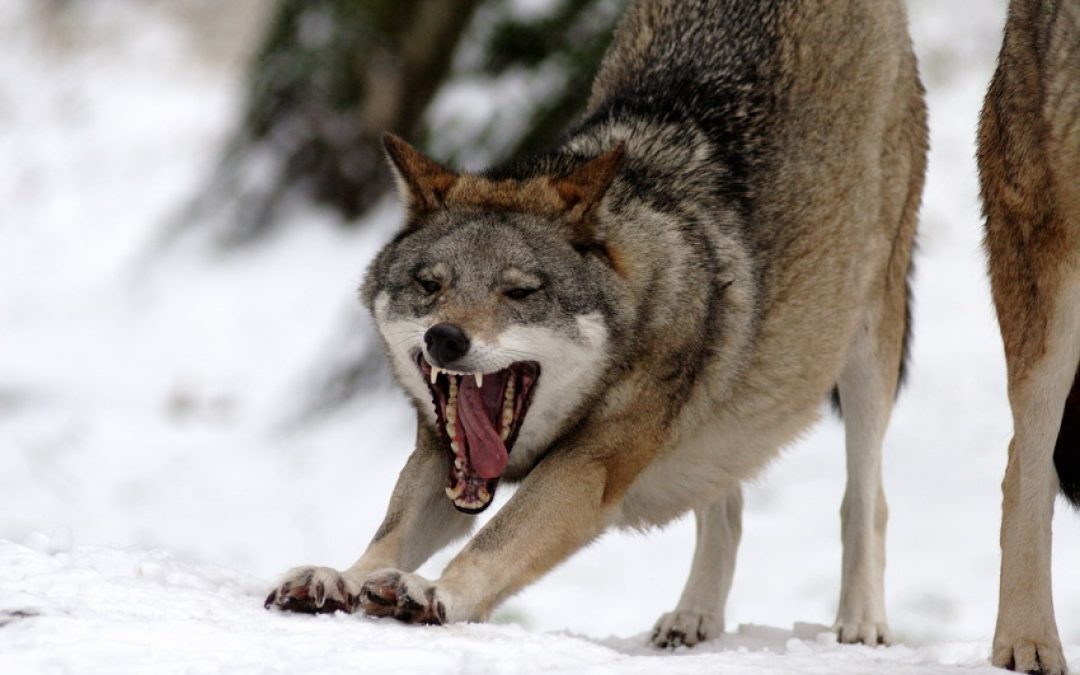 PAP o genetyce wilków